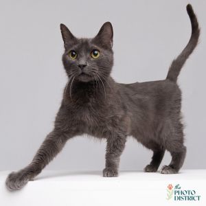 Mr Clovis, Young Male unknown
