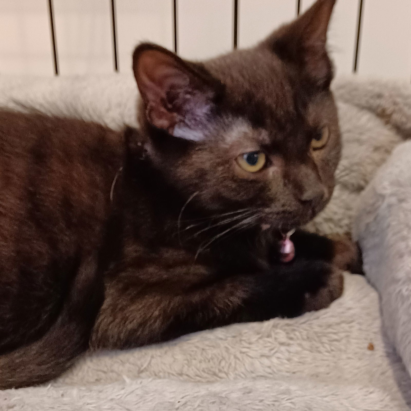 Martha (foster kitten)