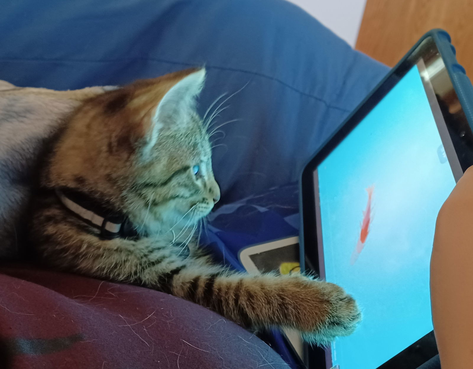 Thomas (foster kitten)