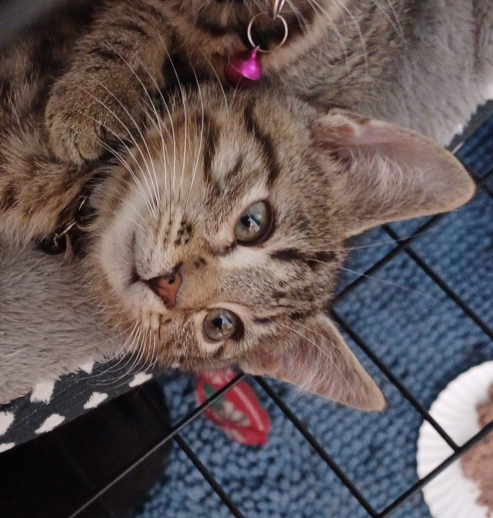 Thomas (foster kitten)