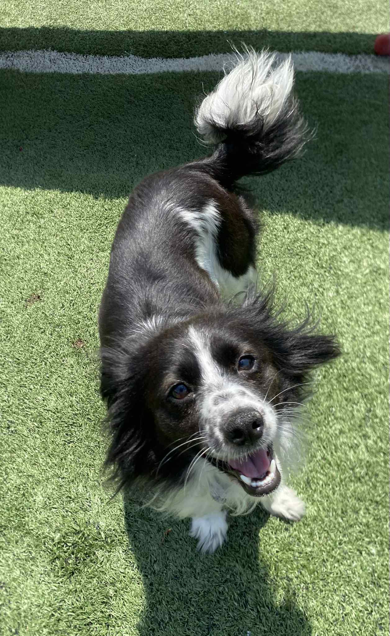 Lucy, an adoptable Papillon, Chihuahua in La Verne, CA, 91750 | Photo Image 1