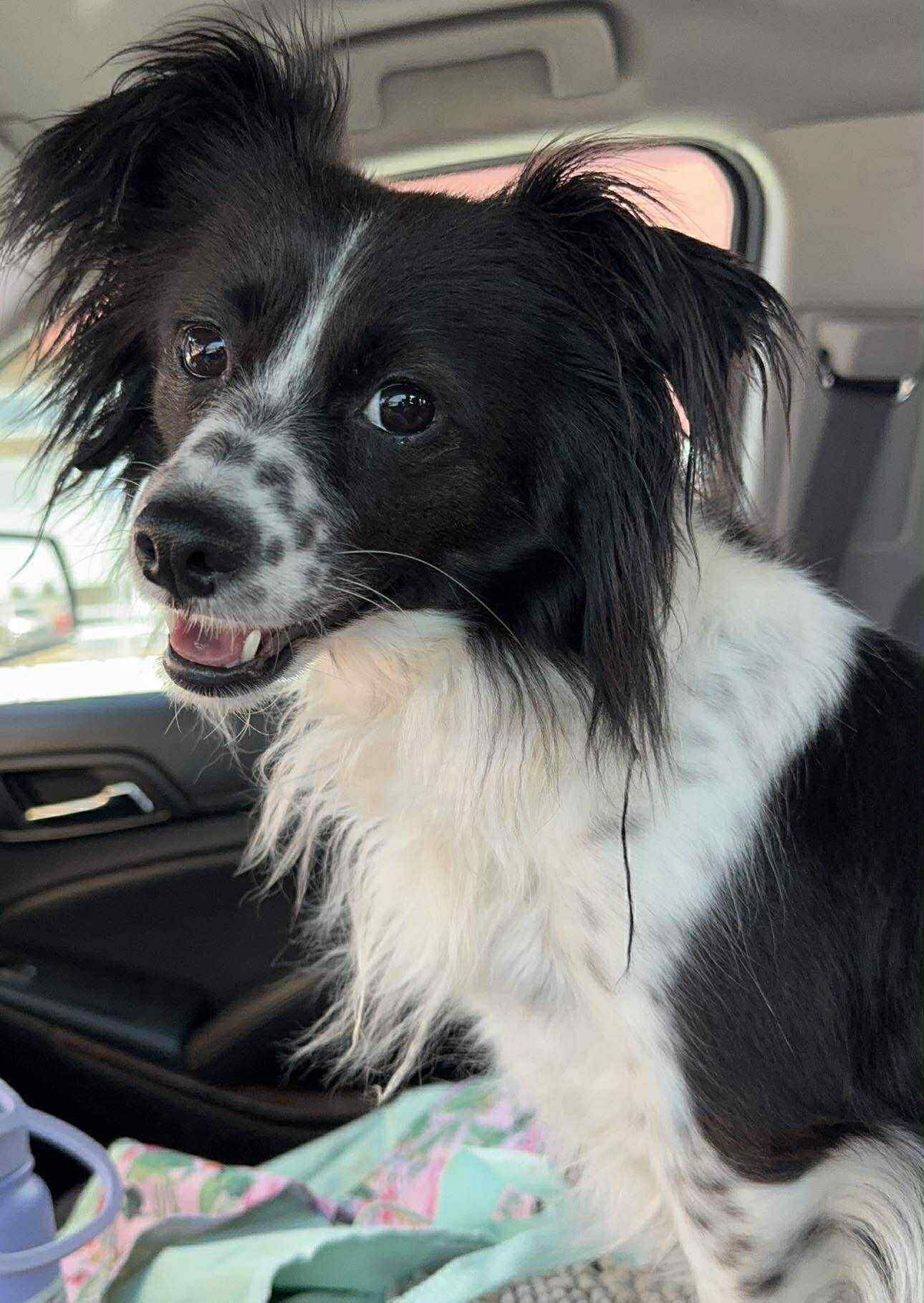 Lucy, an adoptable Papillon, Chihuahua in La Verne, CA, 91750 | Photo Image 3