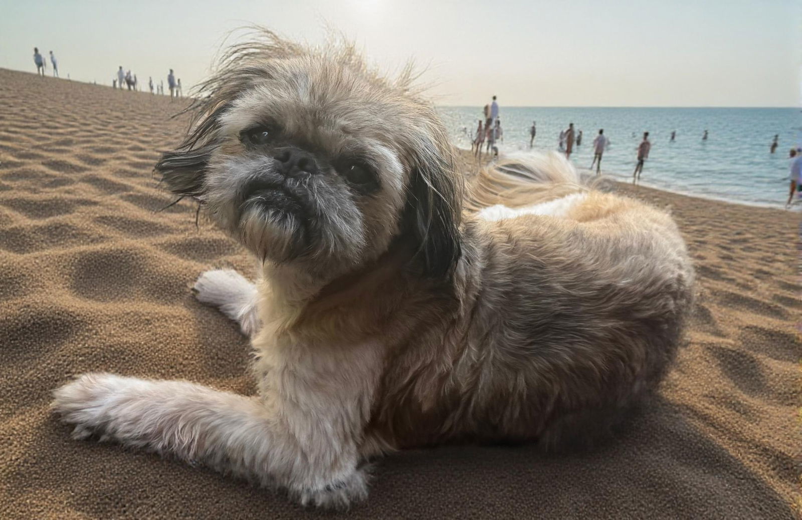 Bo, an adoptable Pekingese, Poodle in Great Bend, KS, 67530 | Photo Image 1