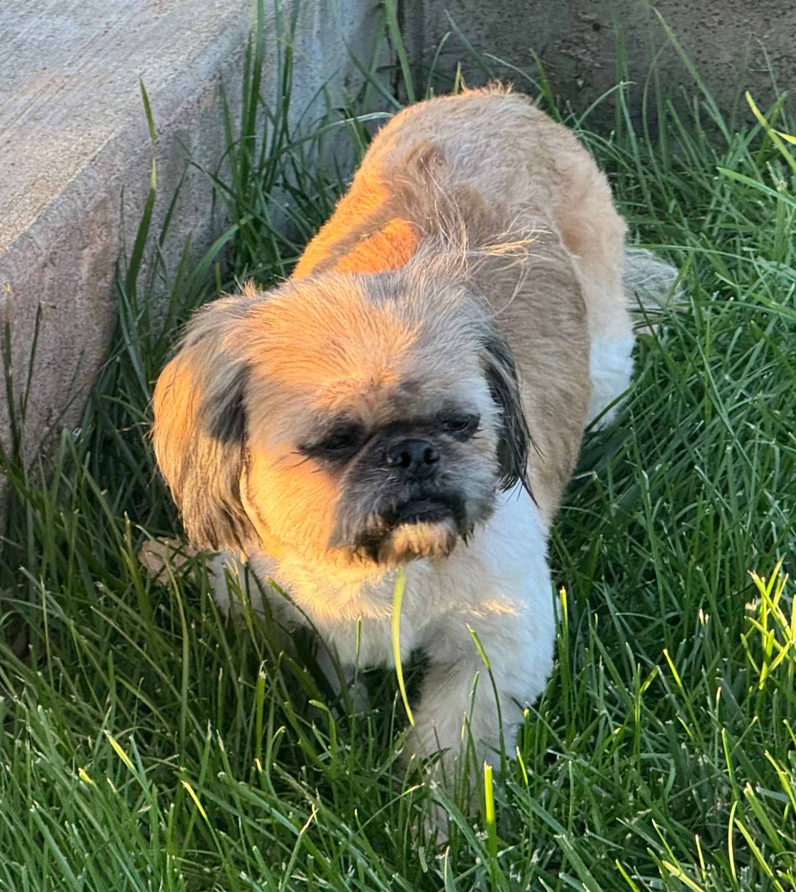 Bo, an adoptable Pekingese, Poodle in Great Bend, KS, 67530 | Photo Image 2