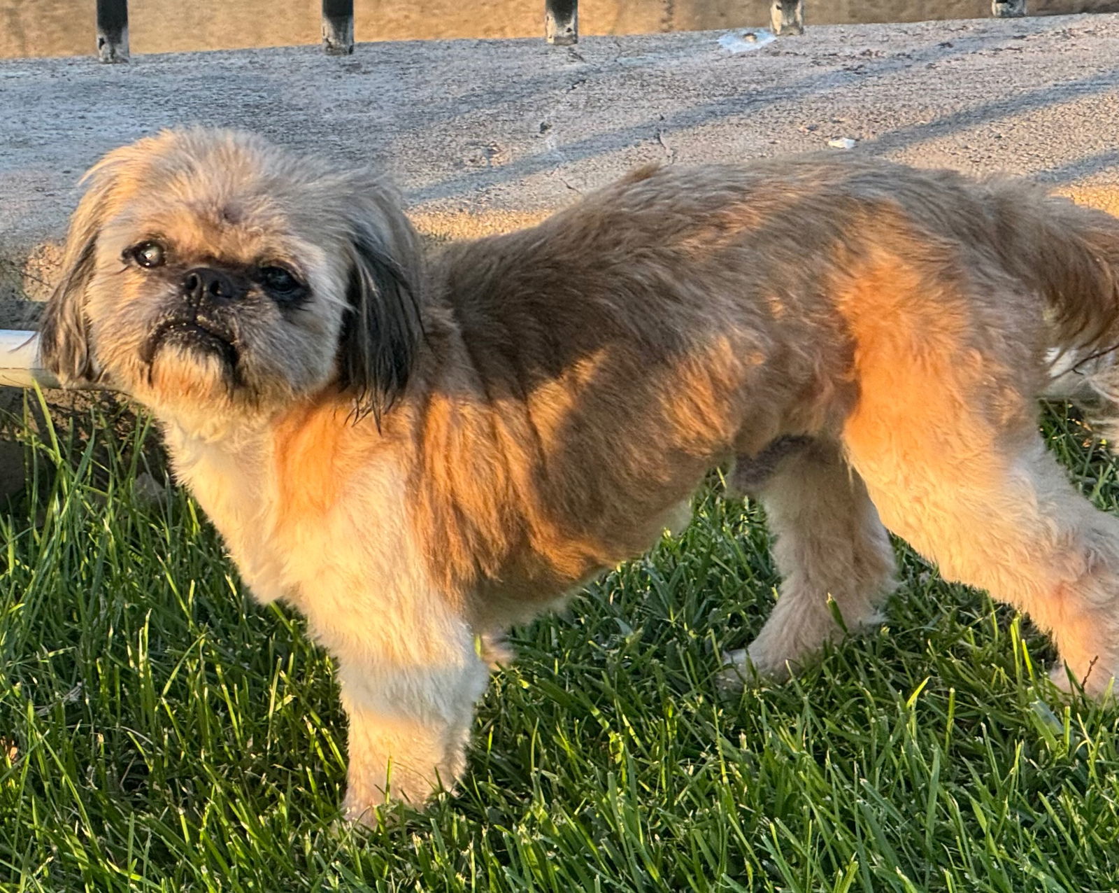 Bo, an adoptable Pekingese, Poodle in Great Bend, KS, 67530 | Photo Image 3