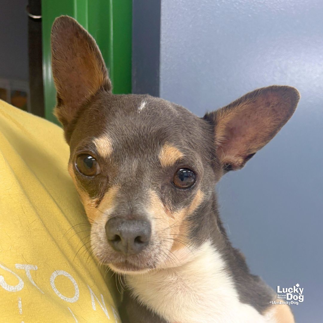 Chico