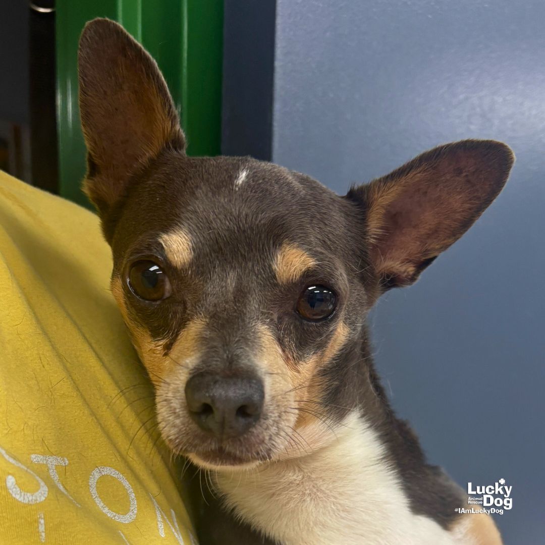 Chico