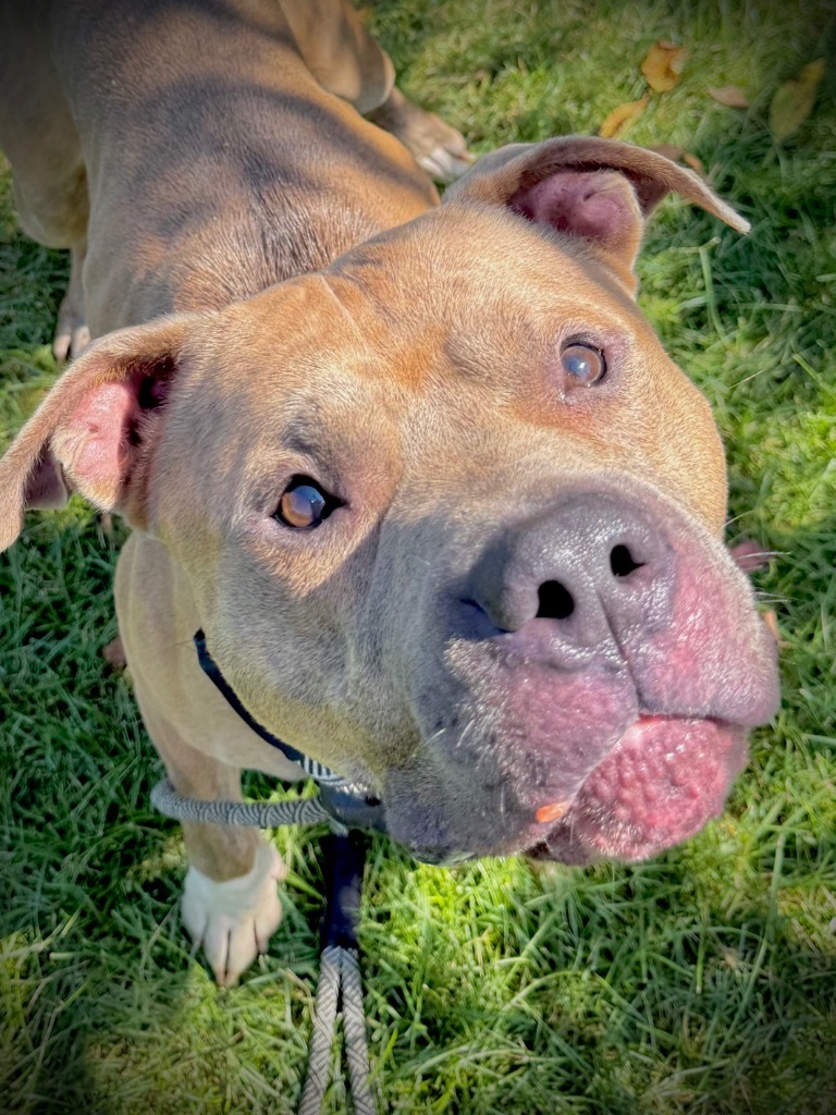BIGGY CHEESE (BOBO)