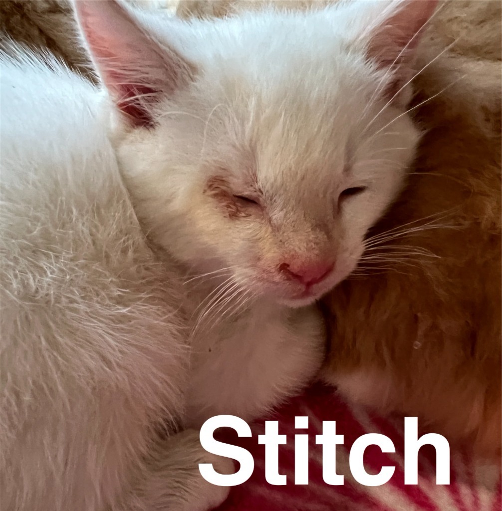 Stitch