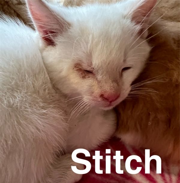 Stitch
