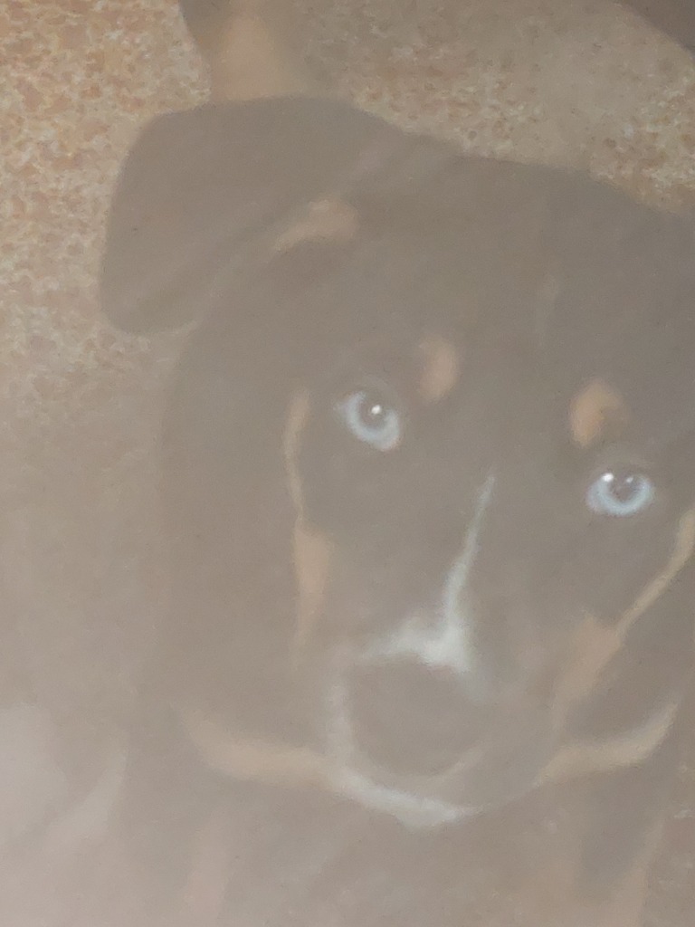 Toad, an adoptable Australian Shepherd, Beauceron in Brownwood, TX, 76801 | Photo Image 1