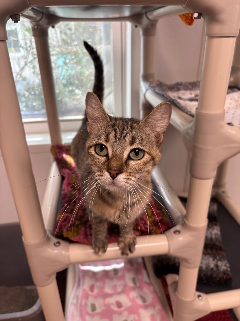 Solana, an adoptable Domestic Short Hair in Corpus Christi, TX, 78414 | Photo Image 1