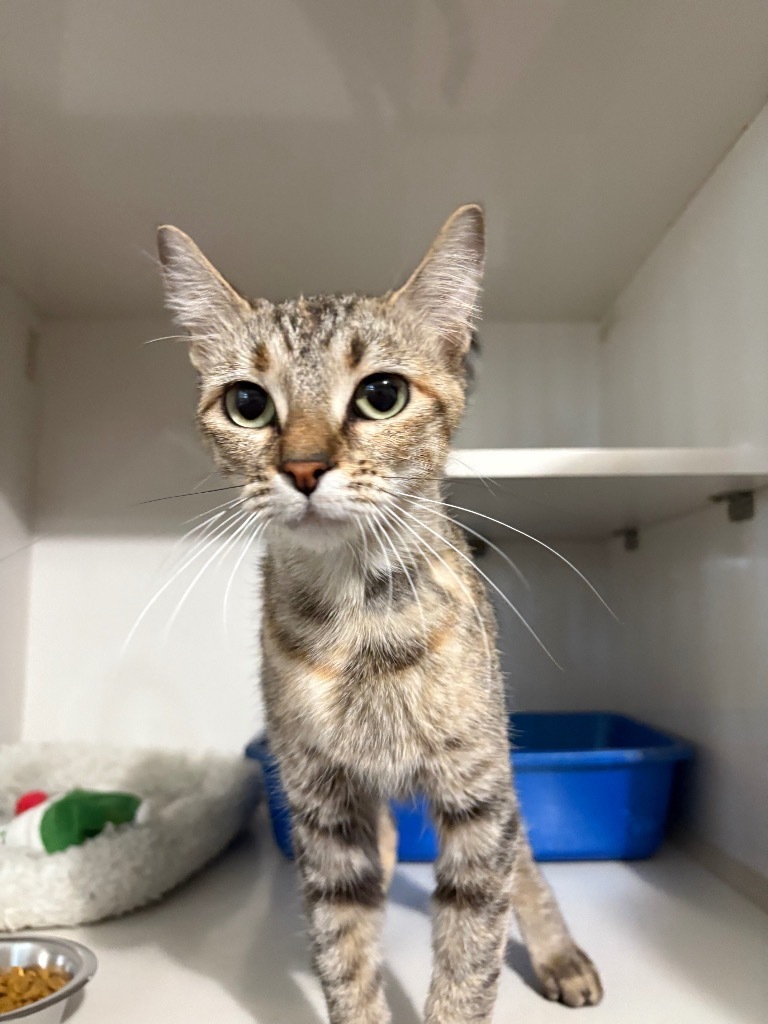 Solana, an adoptable Domestic Short Hair in Corpus Christi, TX, 78414 | Photo Image 2