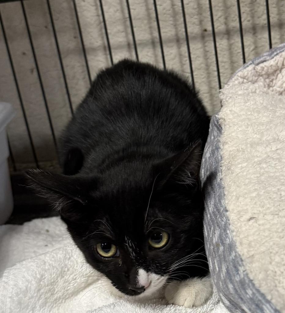 Smudge (Caperton K4)