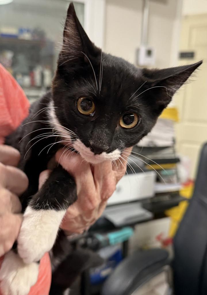 Phantom (Caperton K3)