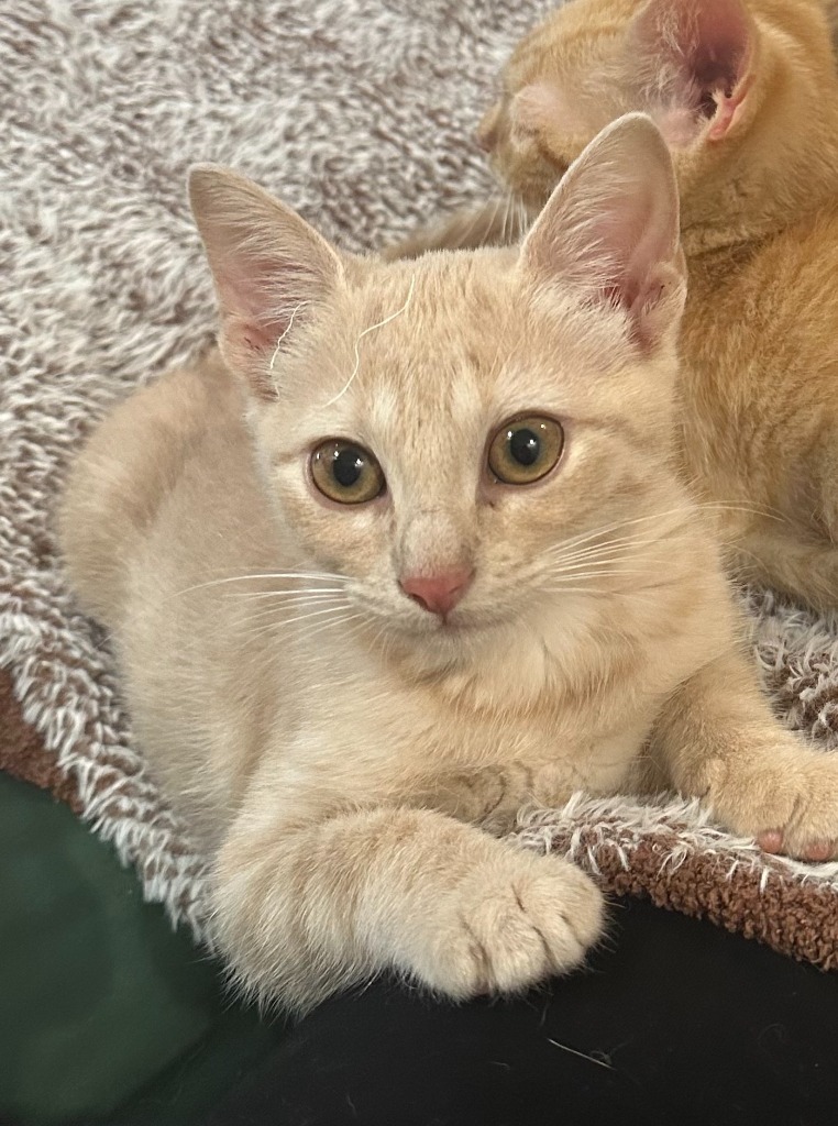 Toffee Swirl