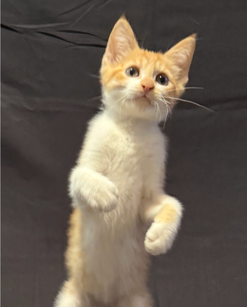 Finn