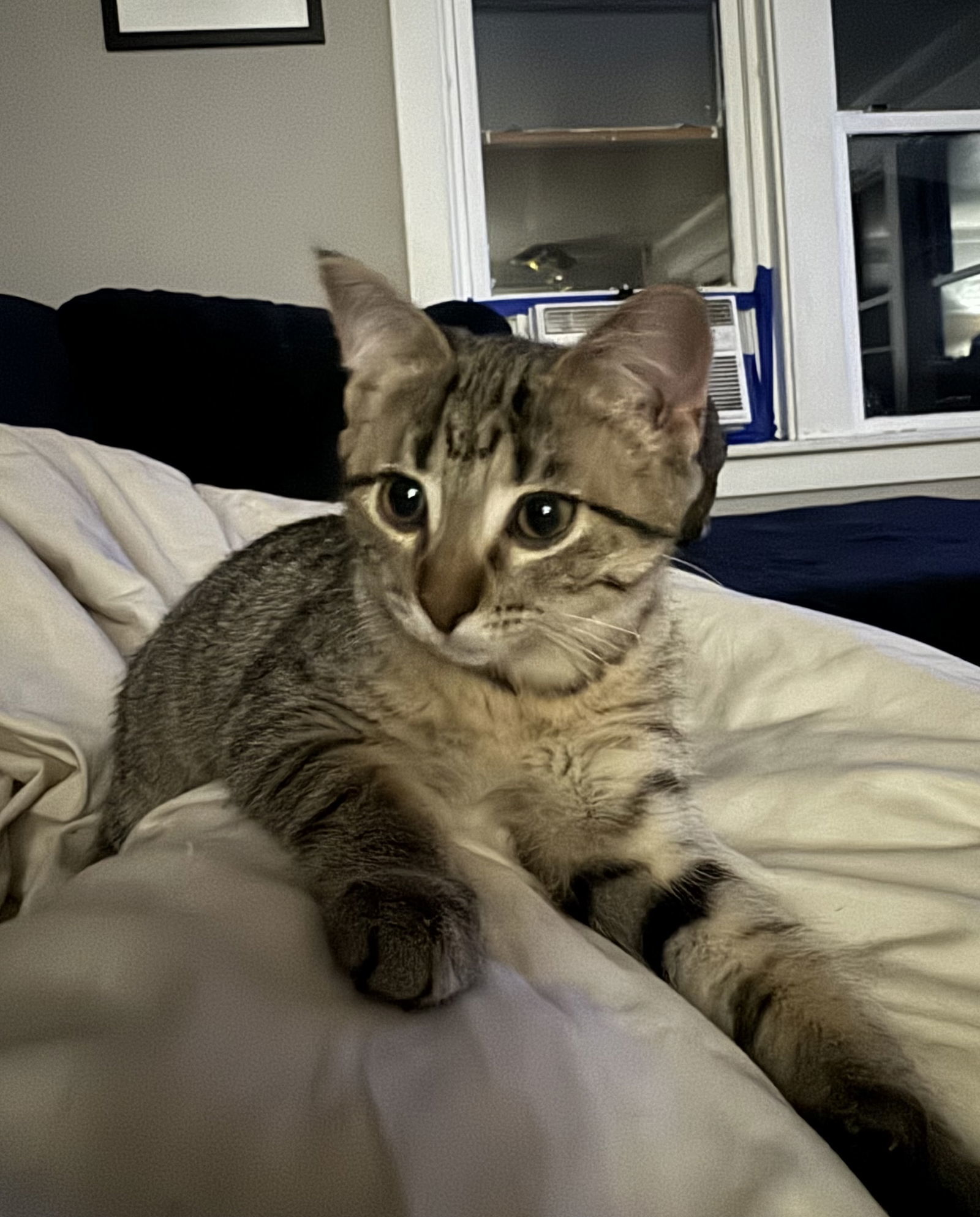 Lillian (must be adopted with Ruthie)