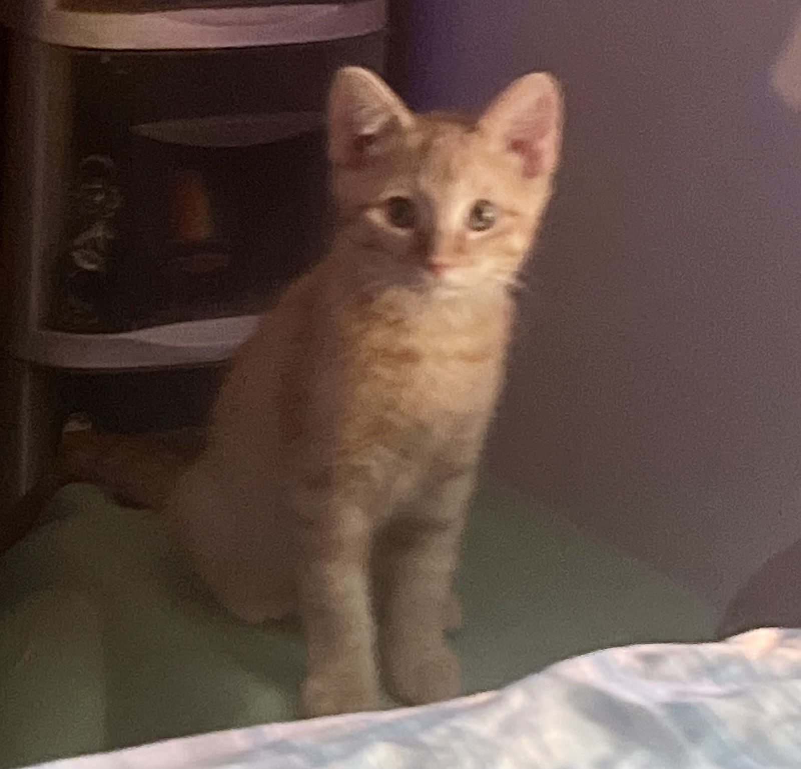 Molson