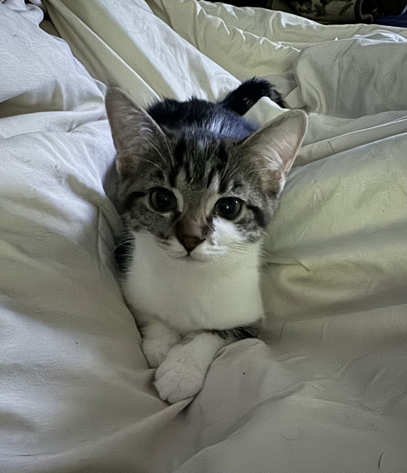 Ruthie (must be adopted with Lillian)