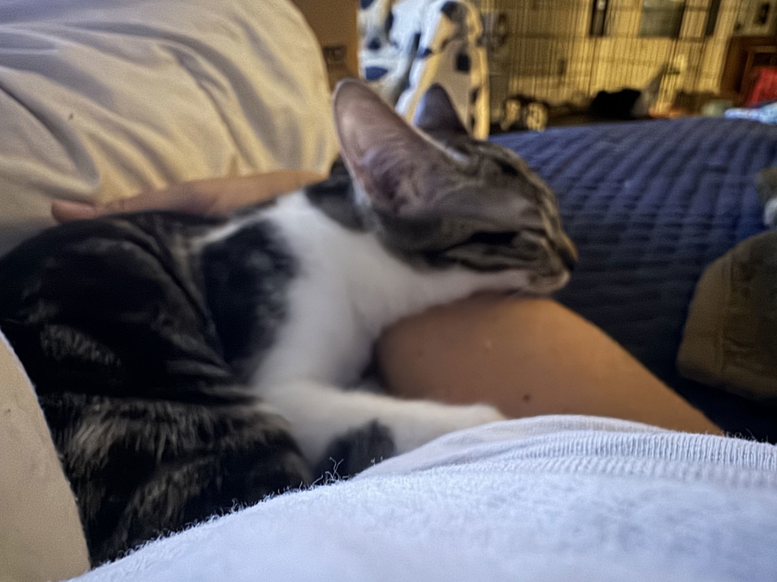 Ruthie (must be adopted with Lillian)