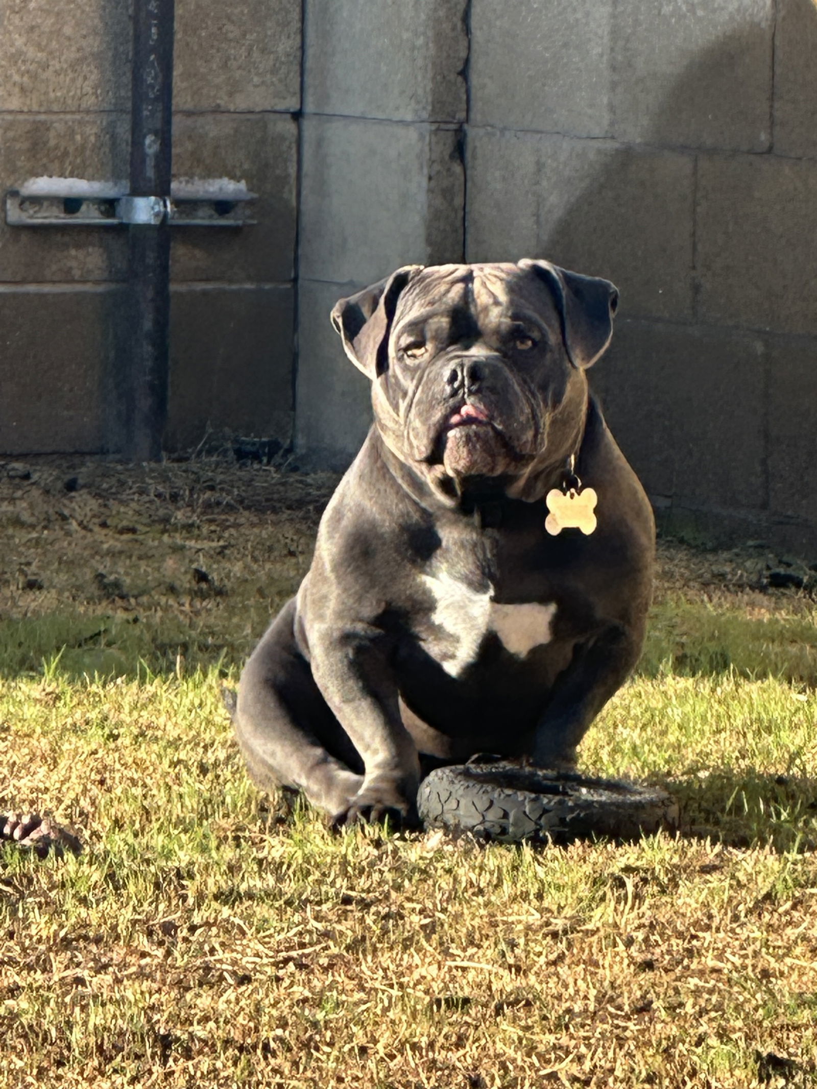 CHUBBS