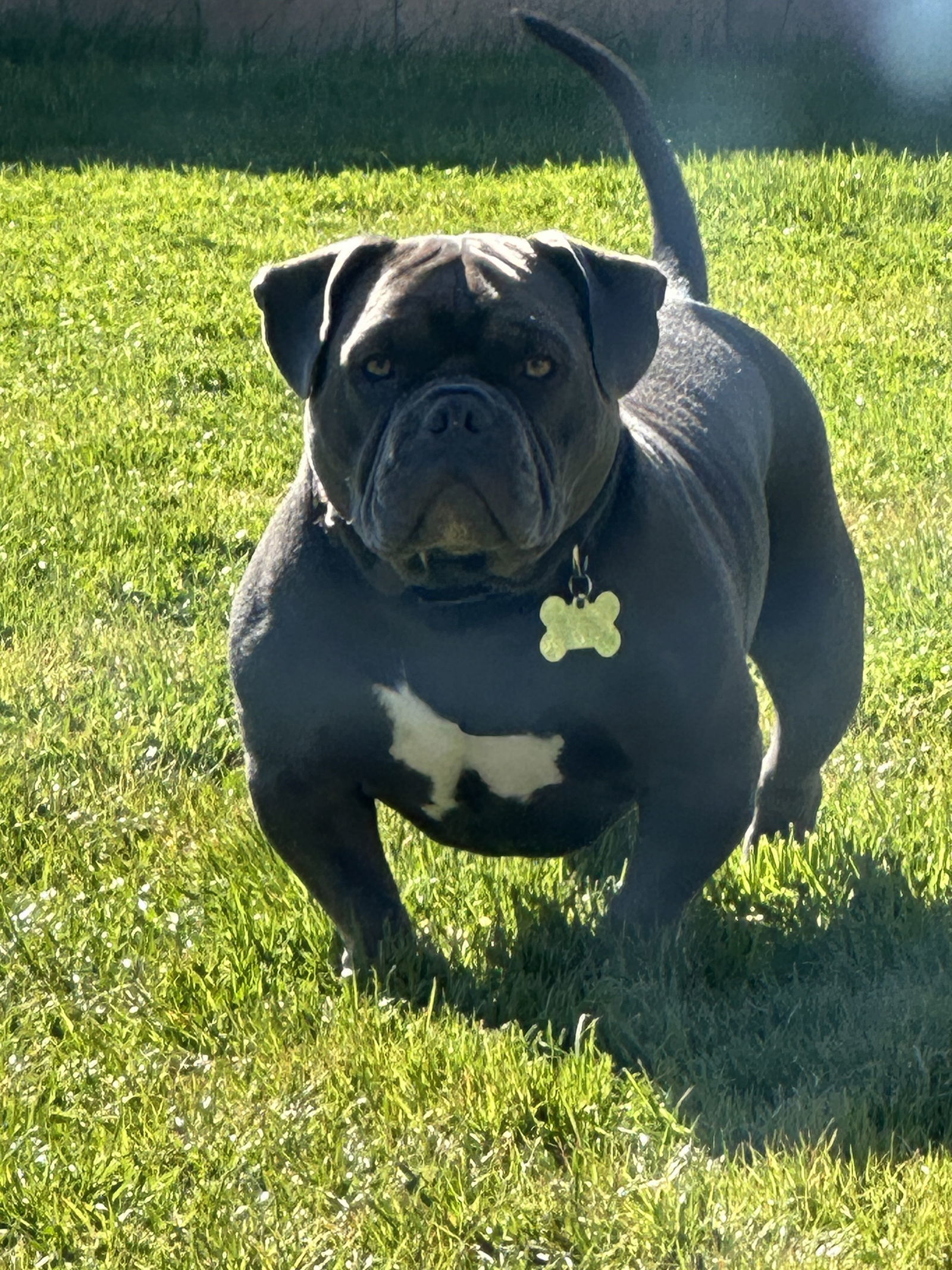CHUBBS
