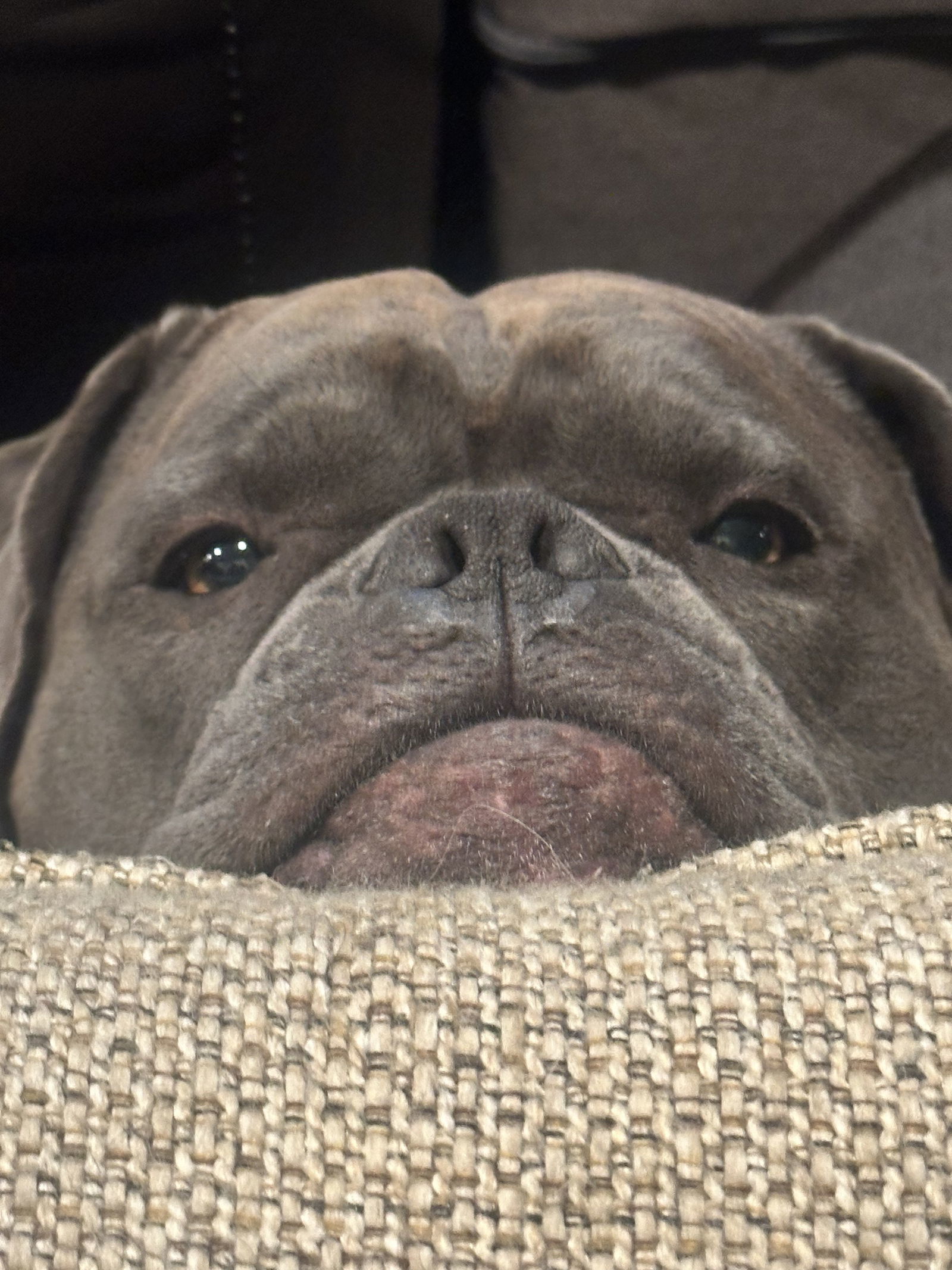 CHUBBS