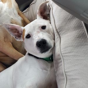 Lucy, Young Female unknown