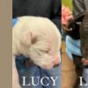 Lucy photo 2