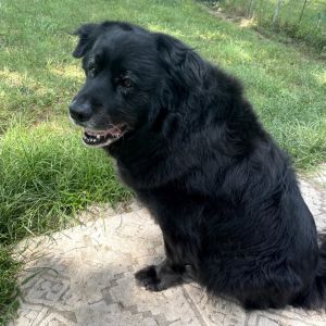 Bernie, Senior Male unknown