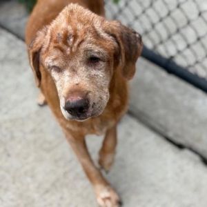 Sassy, Senior Female unknown