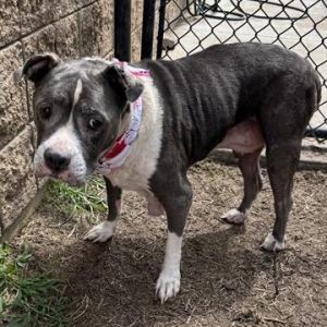 Lilly, Senior Female unknown