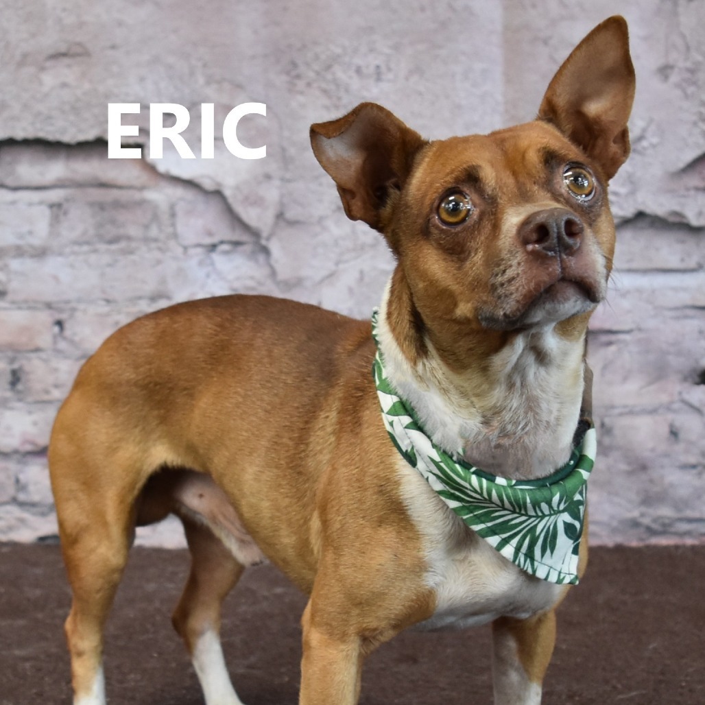 Eric, an adoptable Chihuahua in Wickenburg, AZ, 85390 | Photo Image 2