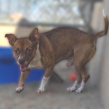 Eric, an adoptable Chihuahua in Wickenburg, AZ, 85390 | Photo Image 3