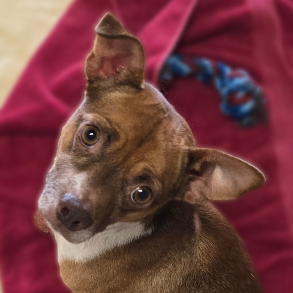 Eric, an adoptable Chihuahua in Wickenburg, AZ, 85390 | Photo Image 4