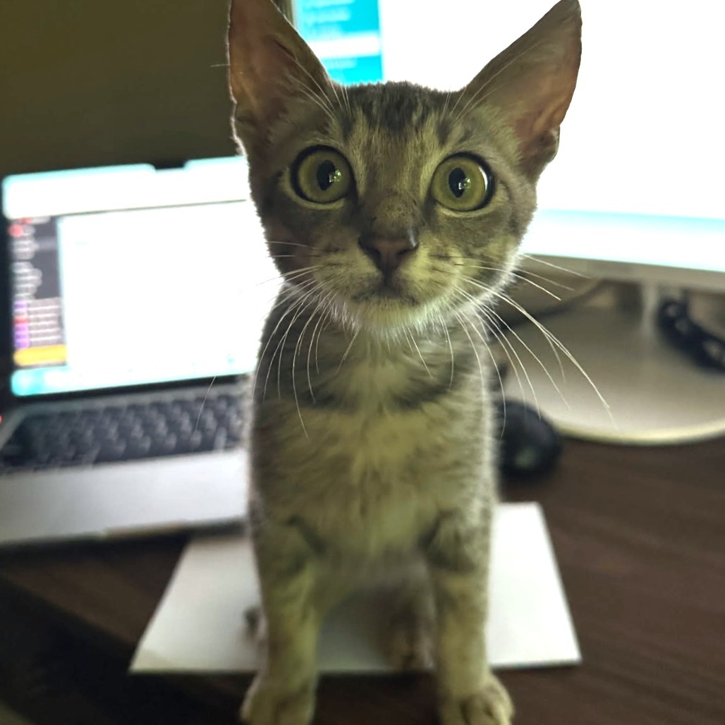 Jack