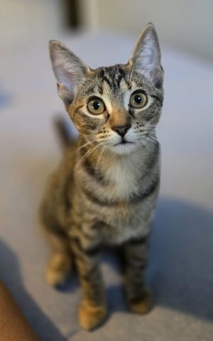 Navani, Young Female unknown