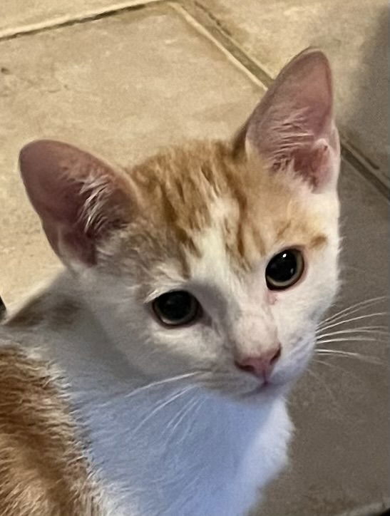 Vito