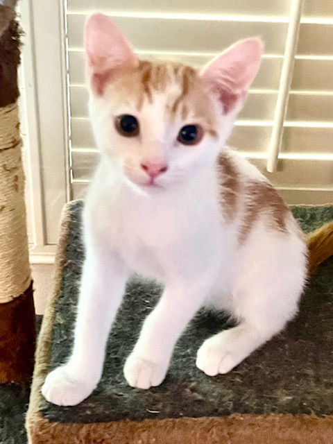 Vito