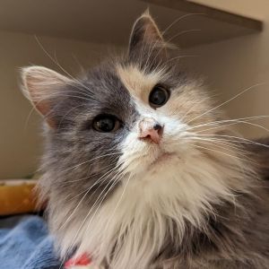 Yvette, Senior Female unknown