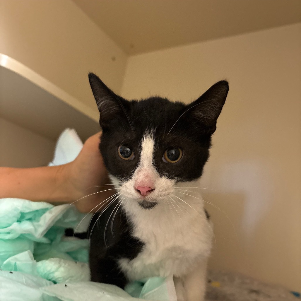 Figaro