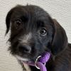 Raisin photo 1