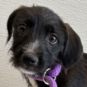 Raisin, Baby Female unknown