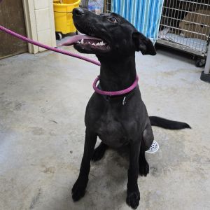 Jetta 25-1423, Young Female unknown