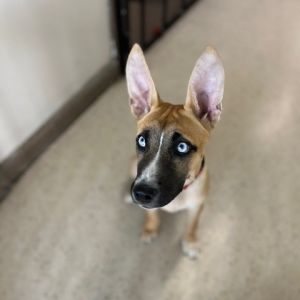 Skye (ll), Young Female unknown