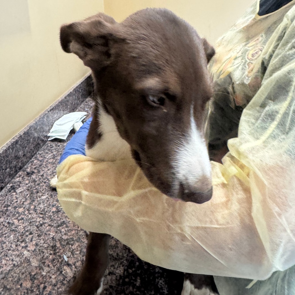 Adopt Sebastian