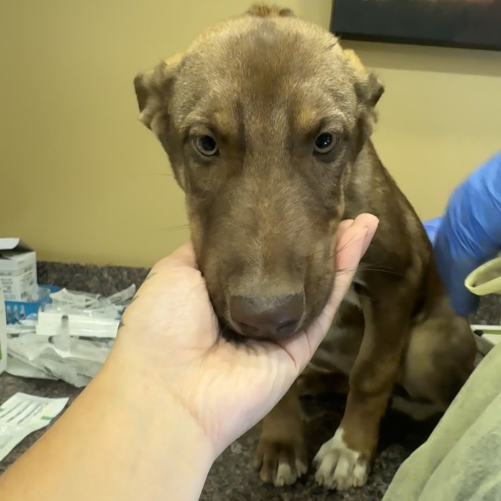 Adopt Jane