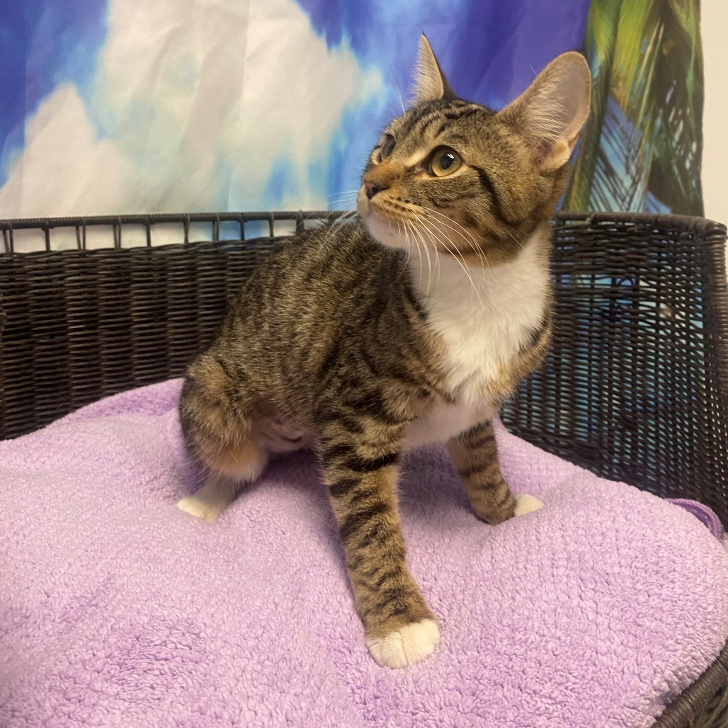 HACC-Stray-30047