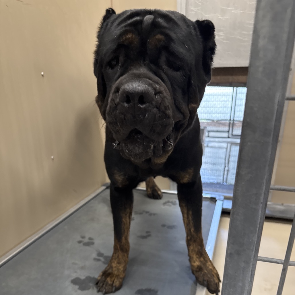 HACC-Stray-30064
